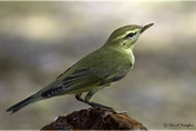 11497 Wood Warbler