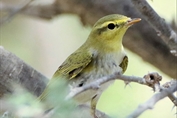 11498 Wood Warbler