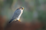 11500 Barbary Falcon
