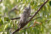 11502 Pallid Scops Owl