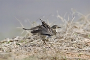 11505 Siberian Pipit