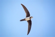 11507 Alpine Swift