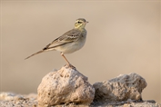 11509 Tawny Pipit