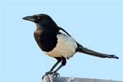 11510 Eurasian Magpie