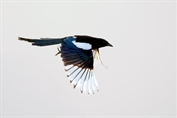 11511 Eurasian Magpie