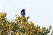 11512 Eurasian Magpie