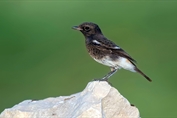 11513 Pied Stonechat