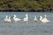 11515 Eurasian Spoonbill