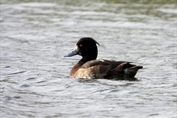 11517 Tufted Duck