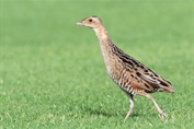 11519 Corncrake