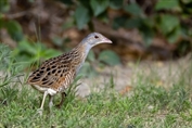 11520 Corncrake