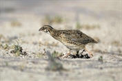 11523 Common Quail