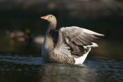 120 Eastern Greylag Goose