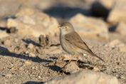 126 Asian Desert Warbler