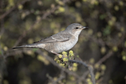 131 Barred Warbler