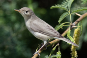 140 Eurasian Eastern Olivaceous Warbler