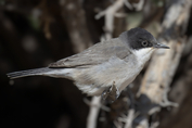 142 Eastern Orphean Warbler