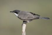 143 Eastern Orphean Warbler