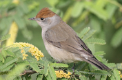 145 Eurasian Blackcap