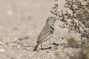 146 Asian Desert Warbler