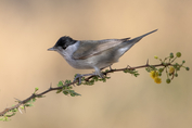 147 Eurasian Blackcap