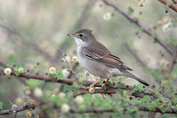 153 Common Whitethroat