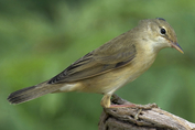 158 Marsh Warbler