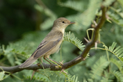 159 Marsh Warbler