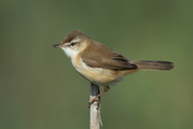 164 Paddyfield Warbler