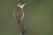 165 Paddyfield Warbler