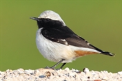 173 Eastern Mourning Wheatear