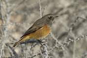 176 Common Redstart