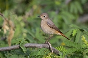 178 Common Redstart