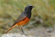 181 Eastern Black Redstart