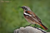 187 Eversmann's Redstart
