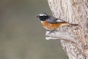189 Ehrenberg's Redstart