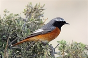 190 Ehrenberg's Redstart