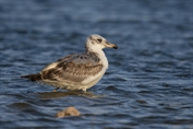 195 Great Black-headed Gull