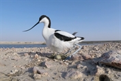200 Pied Avocet