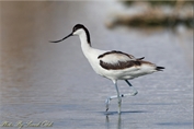 201 Pied Avocet