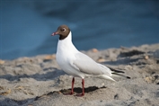 204 Common Black-headed Gull
