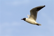 205 Common Black-headed Gull