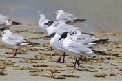 208 Common Black-headed Gull