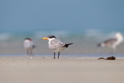 214 Caspian Tern