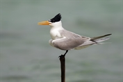 216 Lesser Crested Tern