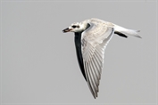 220 Gull-billed Tern