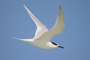 222 Sandwich Tern