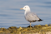 223 Slender-billed Gull