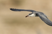 226 Whiskered Tern