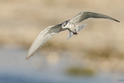 227 Whiskered Tern